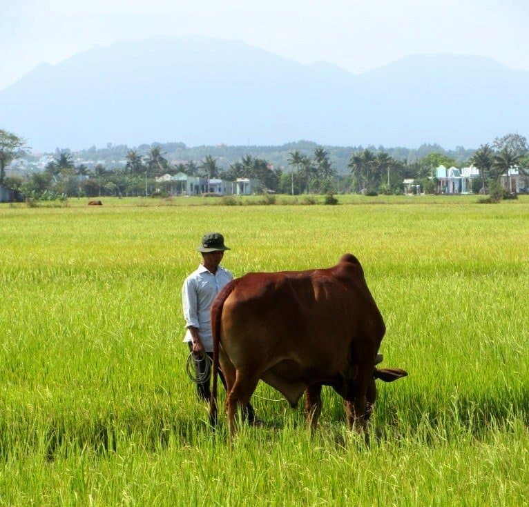 Saigon Escape Loop: motorbike guide