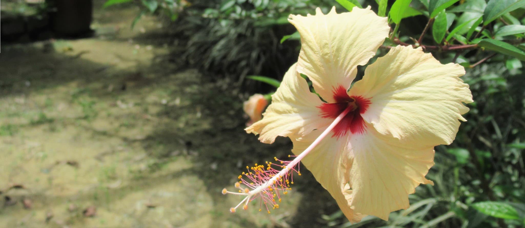 Phuong Boi hill & forest, the Buddhist monk Thich Nhat Hanh's retreat, Vietnam